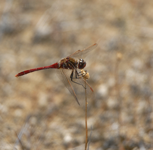 Sympetrum