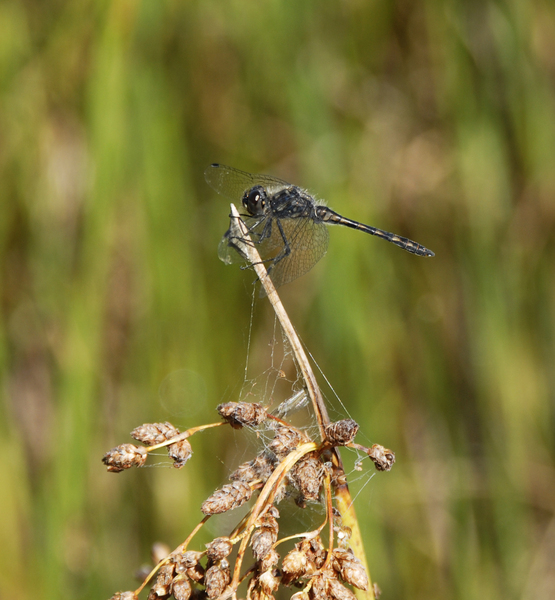 Odonata