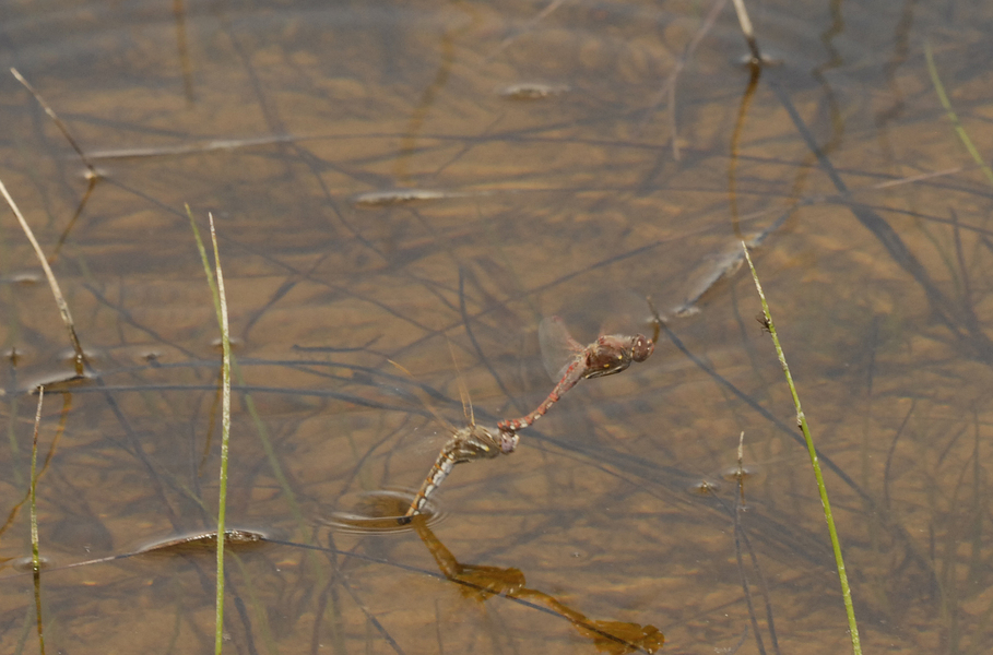 Sympetrum