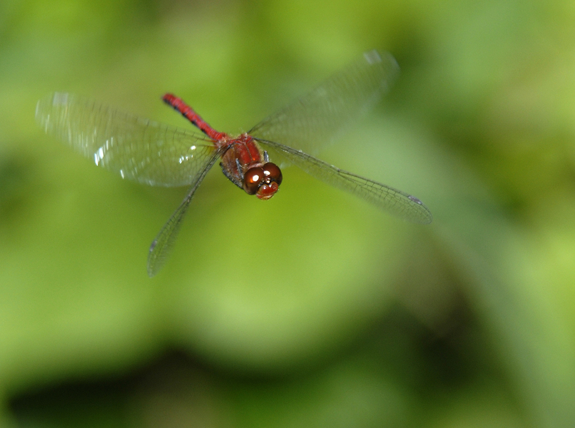 Odonata