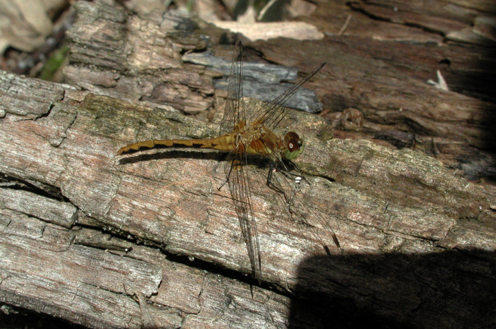 Photo of Sympetrum obtrusum