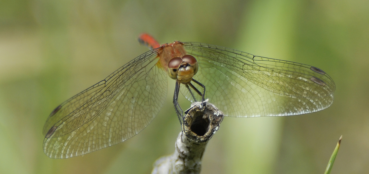 Odonata