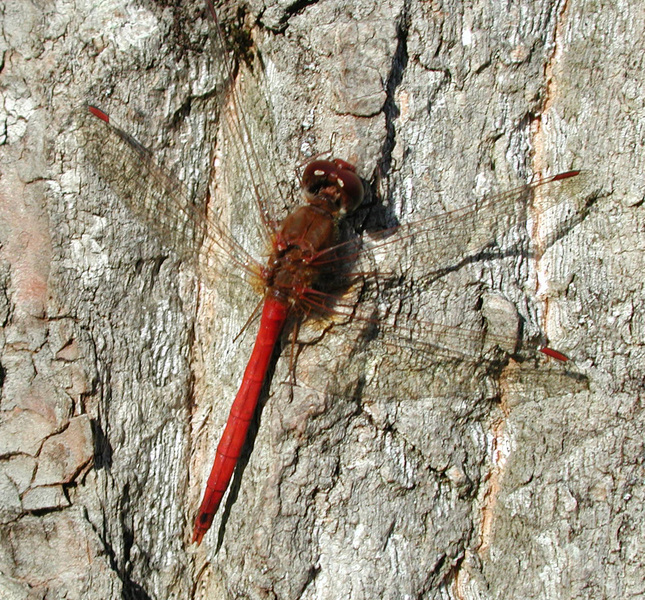 sympetrum_vicinum