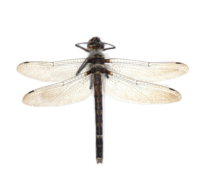 Odonata