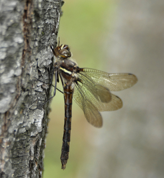 Odonata