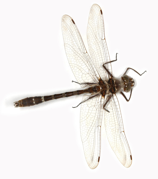 Odonata