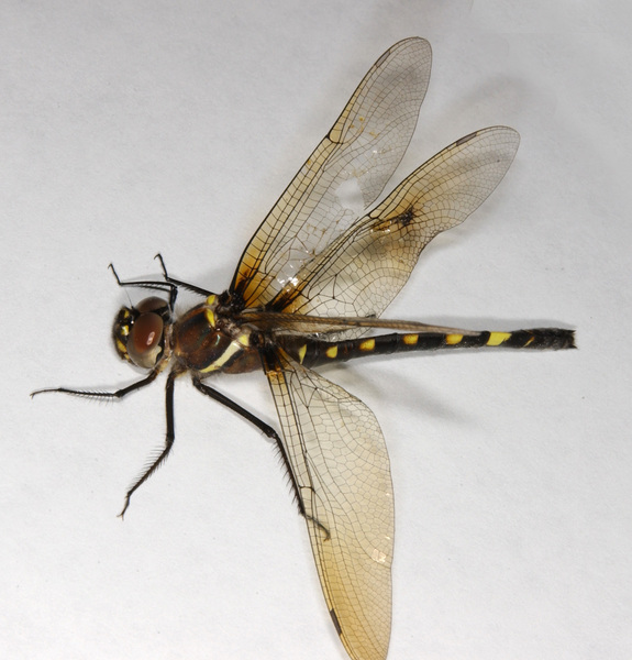 Macromia_illinoiensis0453