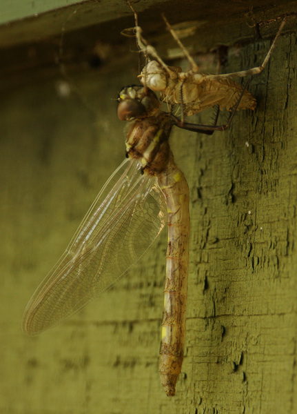 Macromia illinoiensis