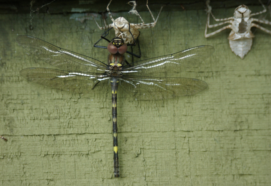 Odonata