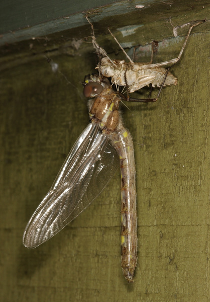 emerger9_0636