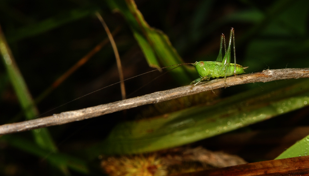 Conocephalus