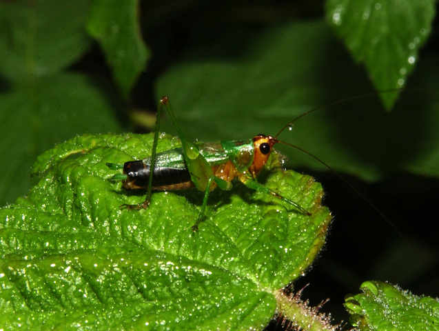 Photo of Conocephalus nigropleurum