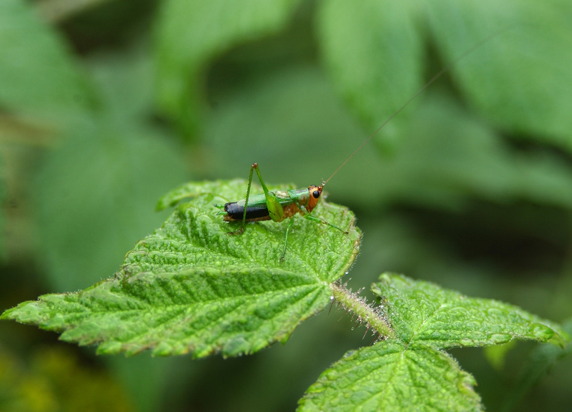 Tettigoniidae