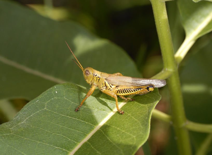 Orthoptera