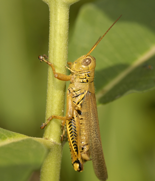 Melanoplus differentialis