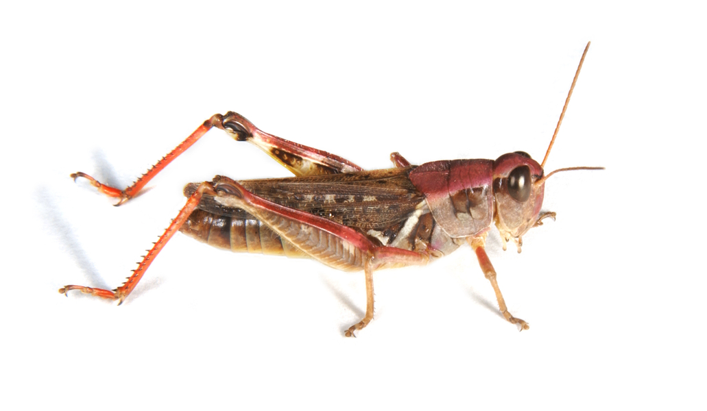 Melanoplus_sanguinipes6080