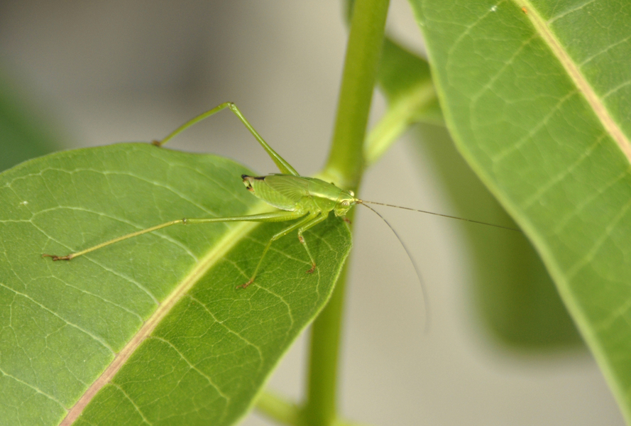 Orthoptera