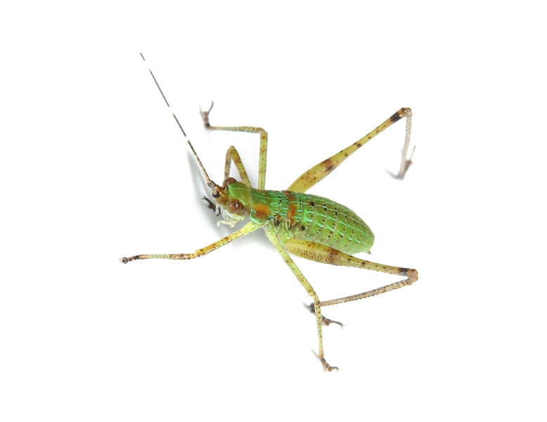 Tettigoniidae