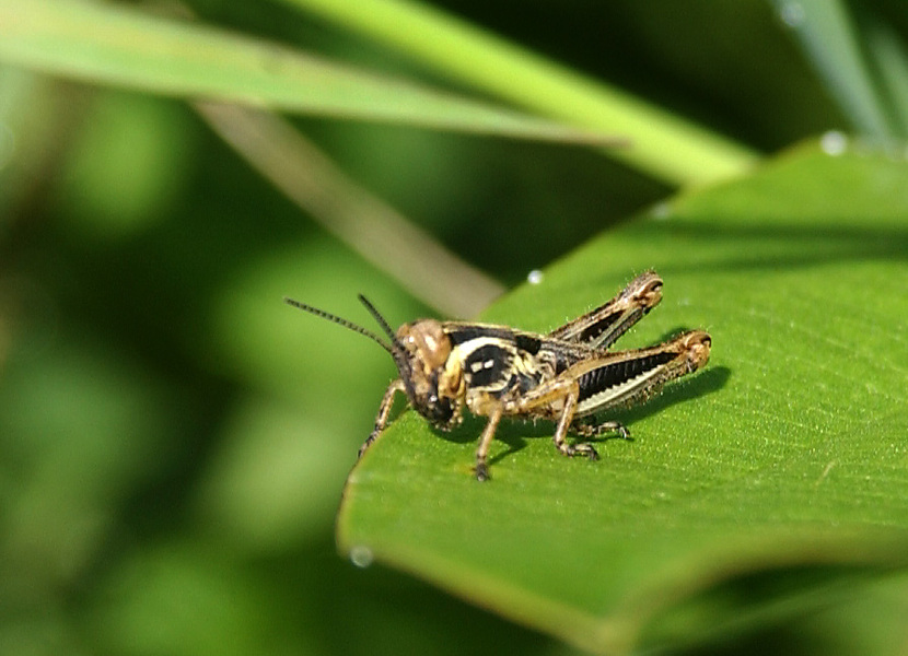 Melanoplus femurrubrum