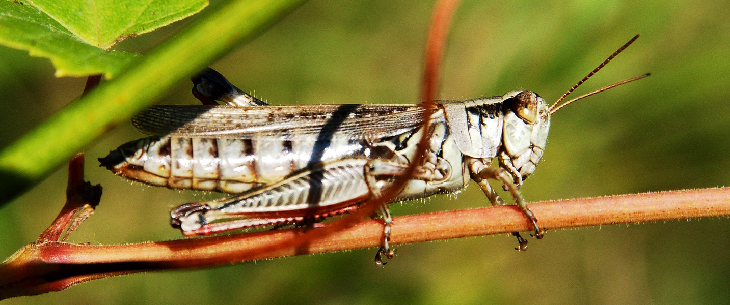 grasshopper1