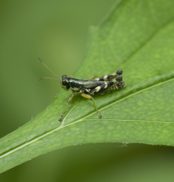 Orthoptera