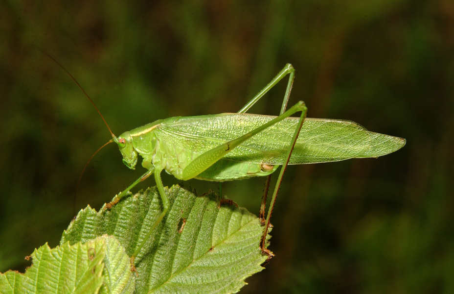 katydid