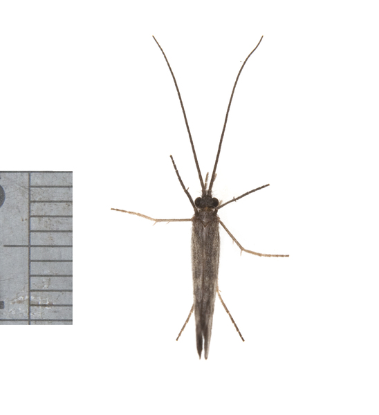 Trichoptera