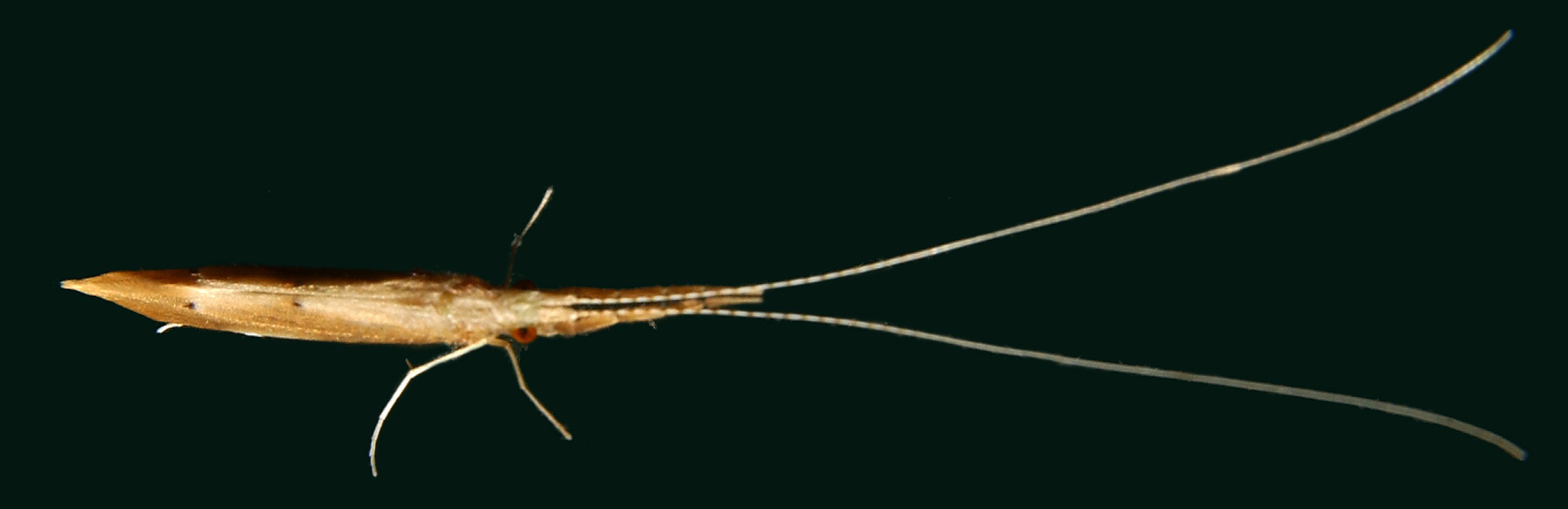 Leptoceridae