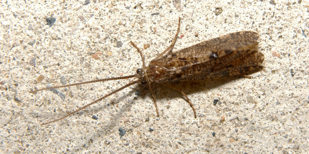Phryganeoidea