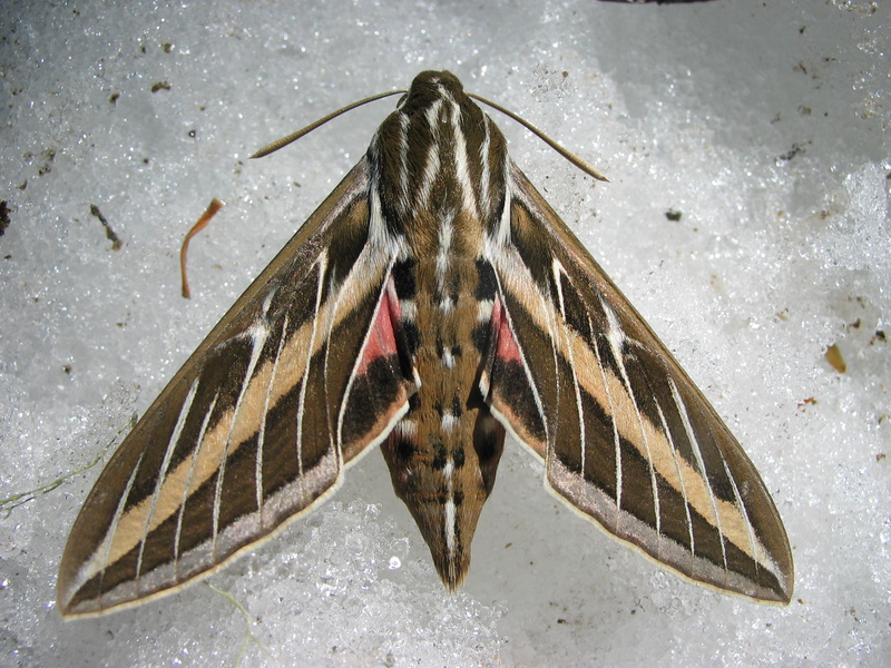 Lepidoptera