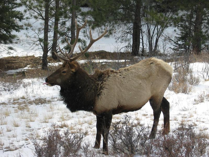 Cervus elaphus