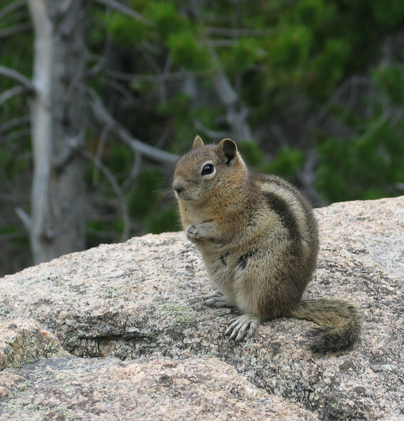 Sciuridae