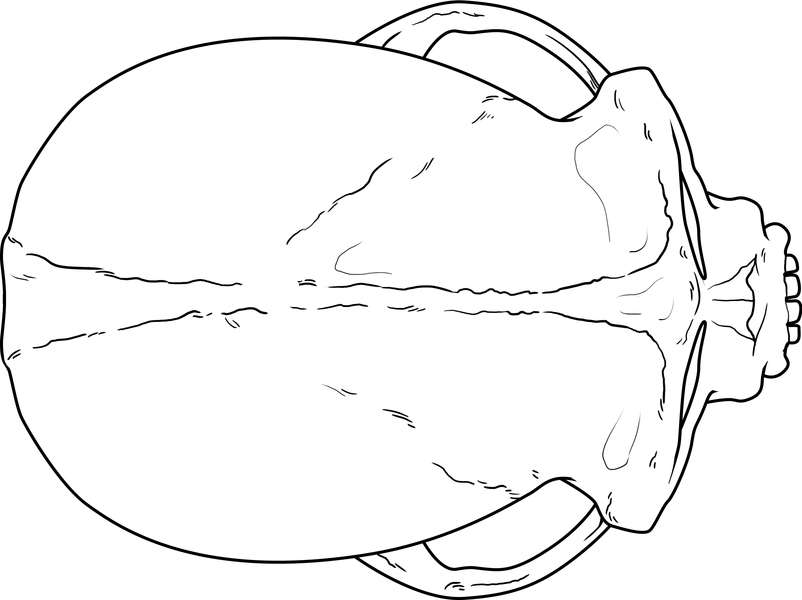 Gnathostomata