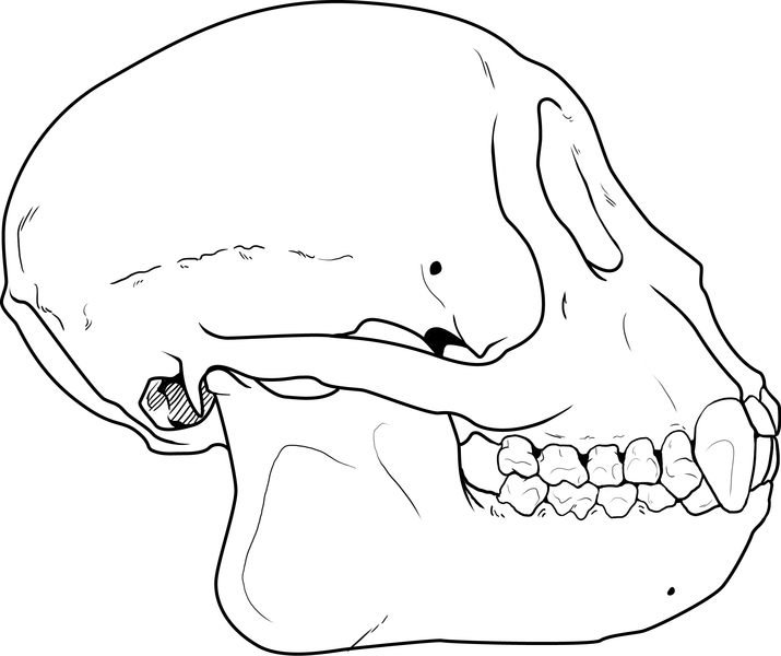 Craniata