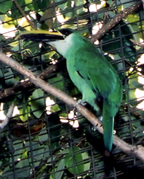 emtoucanet2