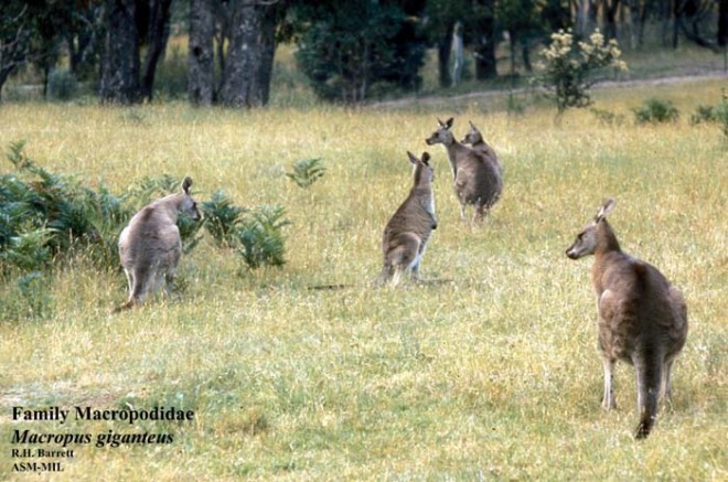 Macropodidae