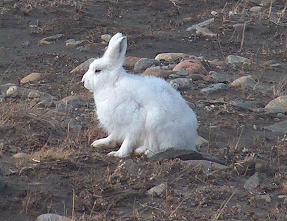 Lagomorpha