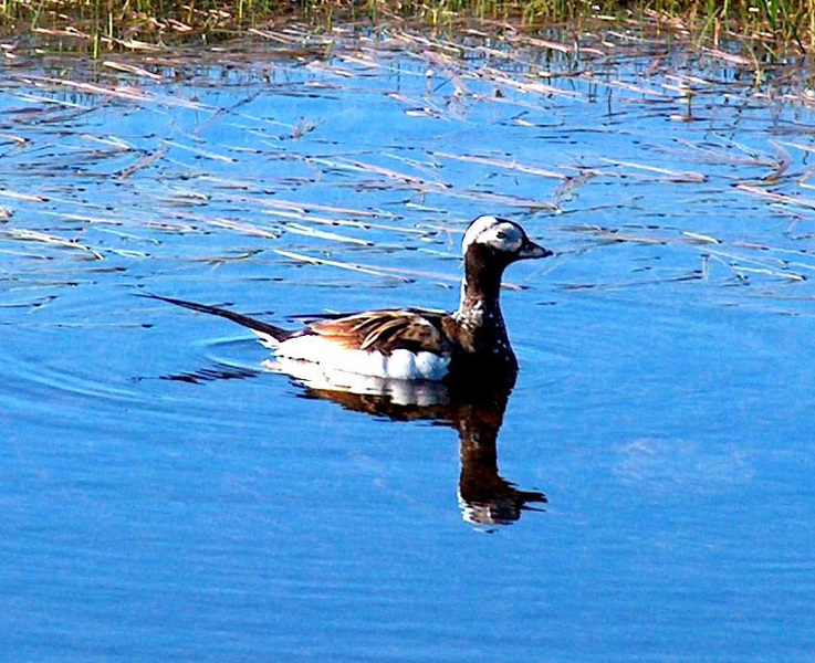 long_tailed_duck1