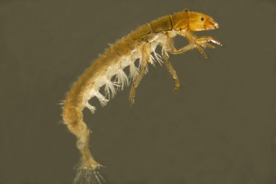 11_Caddisfly_Trichoptera