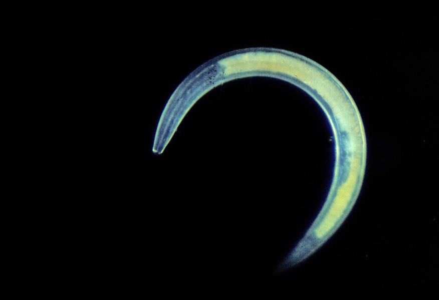 Nematoda