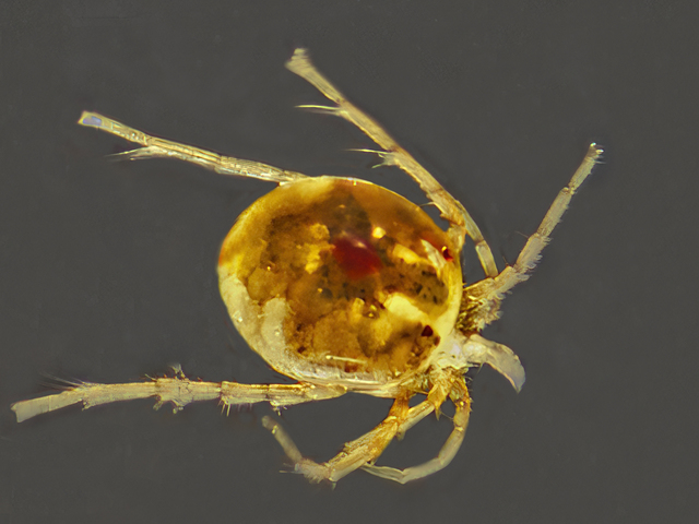 Photo of Arachnida