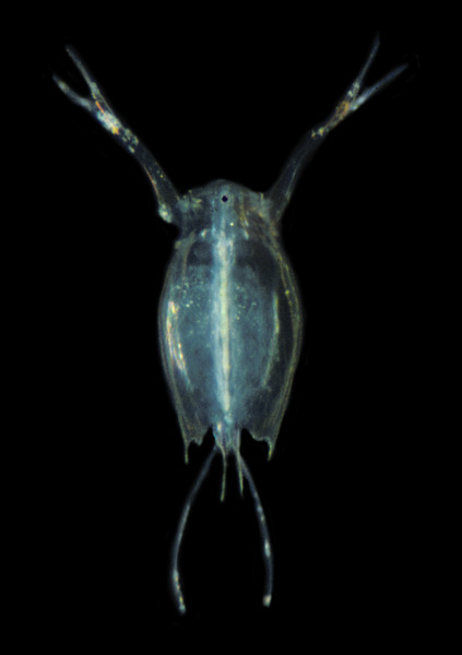 271_Water_flea_Cladoceran_LIS