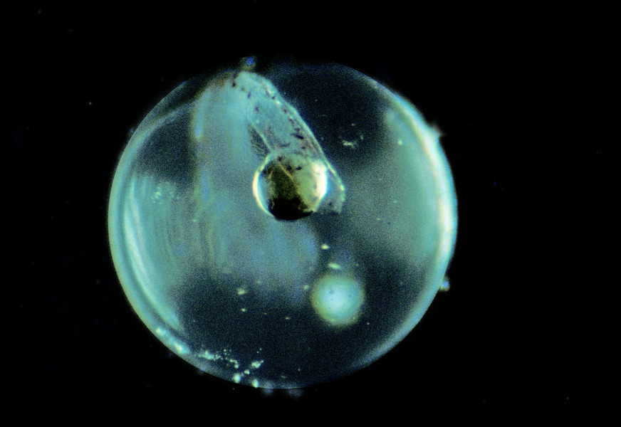 301_Fish_egg_planktonic_UN-ID