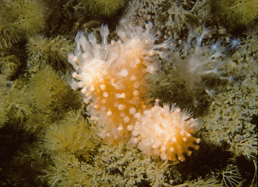 Alcyoniidae