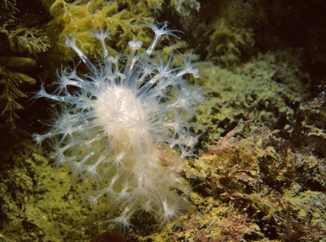 Photo of Alcyonium digitatum