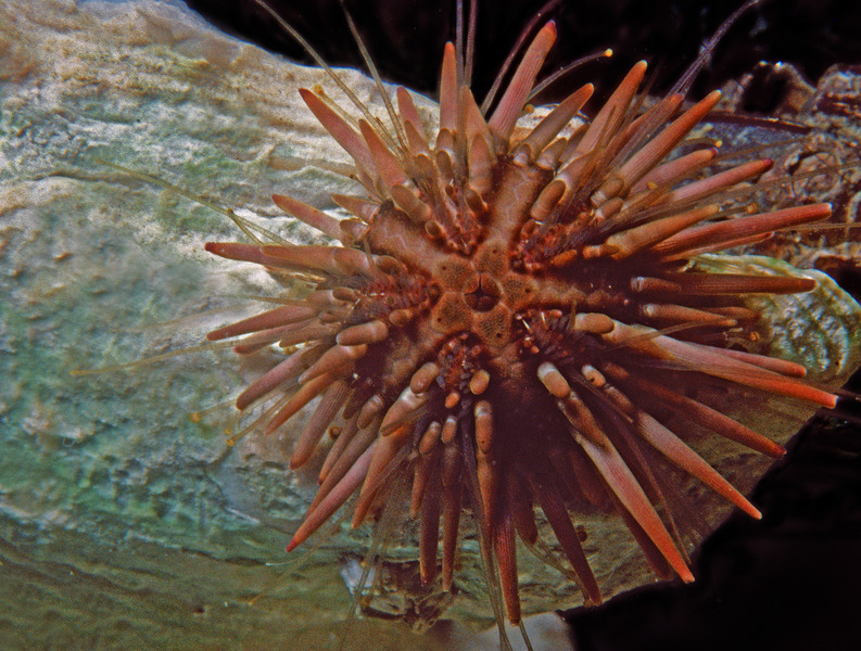 187_Purple_urchin_Arbacia_punctulata