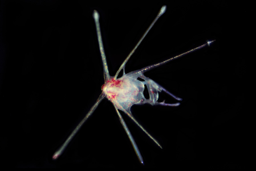 Echinodermata