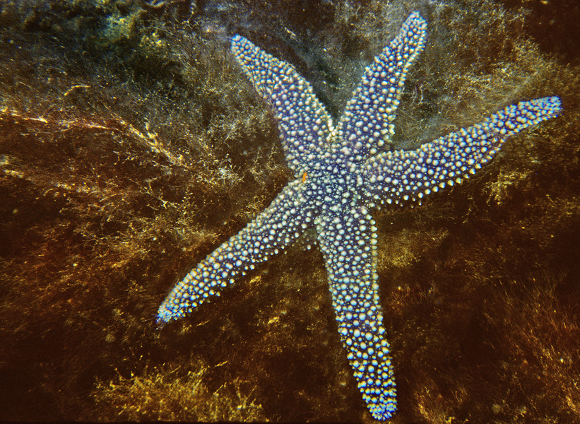 178_Common_sea_star_Asterias_forbesi