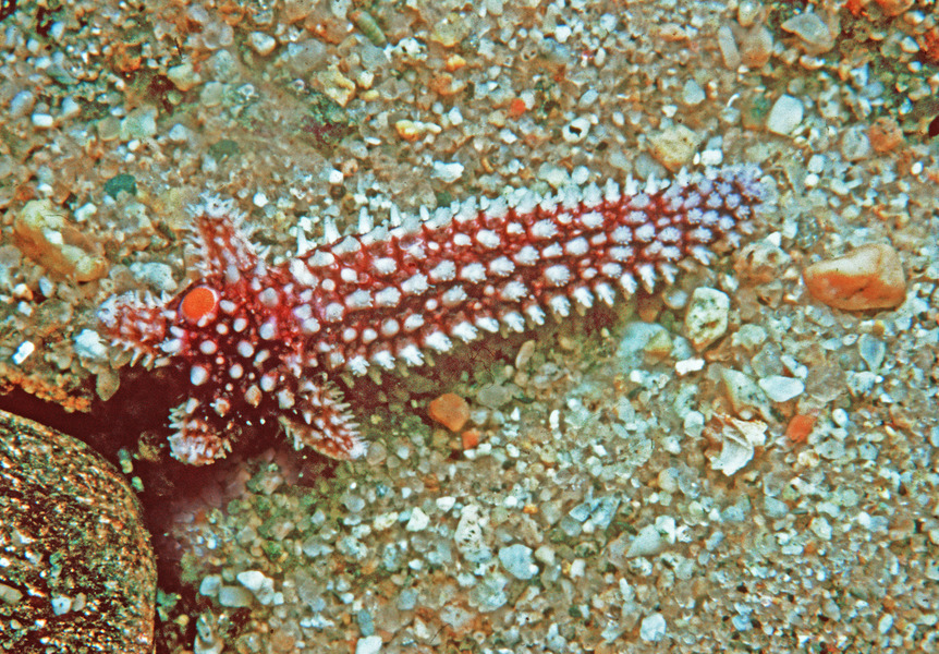 179_Common_sea_star_Asterias_forbesi_regenerating_arms