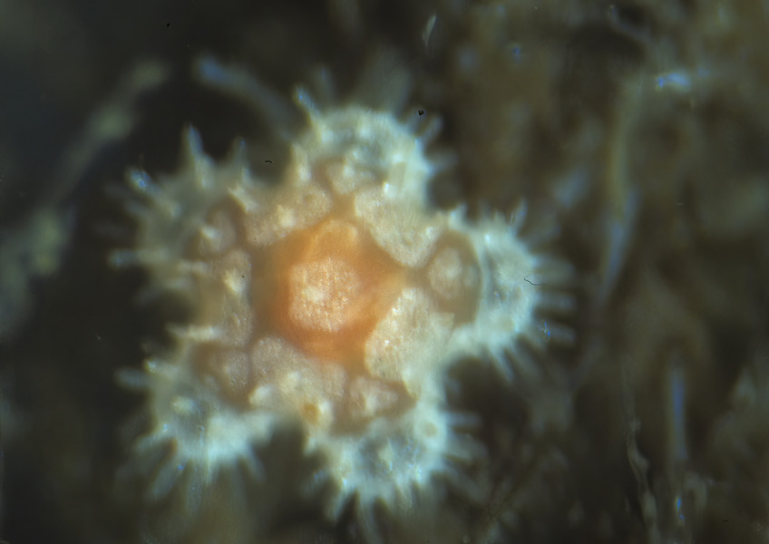 Echinodermata